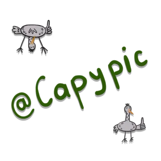 🐾 @Clapyic Clapyic, social media, username, cartone animato, adesivo, uccello telegram sticker