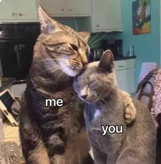 🥺 me you cats, animals, affection, love, friendship, meme whatsapp sticker