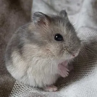 😍 hamster, cute, animal, pet, rodent telegram sticker