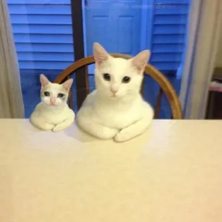 😐 gatos, animais, fofo, animais domésticos, animais de estimação whatsapp sticker