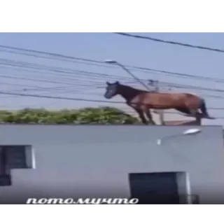 😐 потомучто horse, roof, animal, street, russian telegram sticker