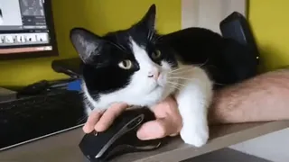 🤗 gatto, animale domestico, animale, computer, mouse, tastiera telegram sticker