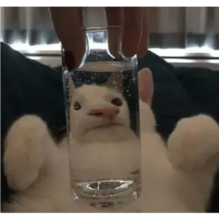 ❓ cat, glass, water, animal, pet, funny, meme telegram sticker