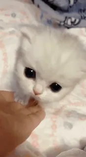 🥺 котёнок, кошка, милый, животное, питомец, маленький, пушистый, домашний telegram sticker