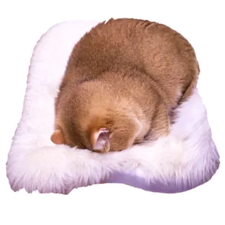 🙈 cat, sleeping, pet, animal, feline, furry telegram sticker