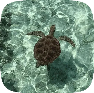 🌟 kura-kura, penyu, laut, air, binatang, kehidupan laut whatsapp sticker