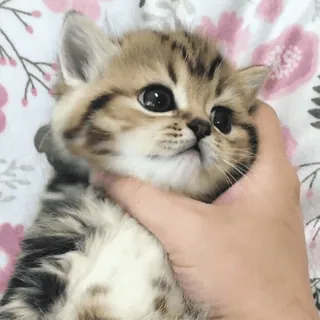 🥺 kätzchen, katze, tier, haustier, süß, häuslich, klein whatsapp sticker