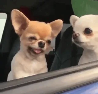 🍫 chien, chihuahua, animal, animal de compagnie, drôle, mème whatsapp sticker