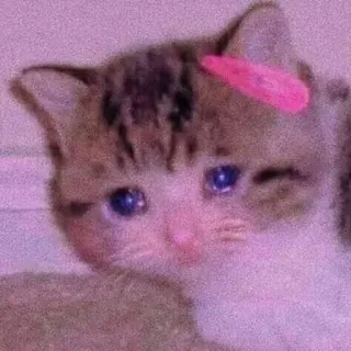 🌸 猫, 悲しい, 子猫, ピンク, 泣く, クリップ telegram sticker