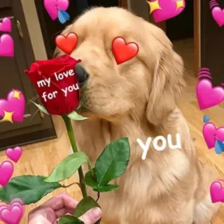 🌹 my love for you หมา, ความรัก, หัวใจ, โกลเด้น รีทรีฟเวอร์, ดอกกุหลาบ, วันวาเลนไทน์, โรแมนติก telegram sticker