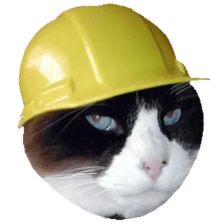 😾 kot, budowa, kask, zwierzę, bezpieczeństwo, kreskówka telegram sticker