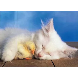 🤗 gato, gatito, pollo, animales, lindo, durmiendo telegram sticker