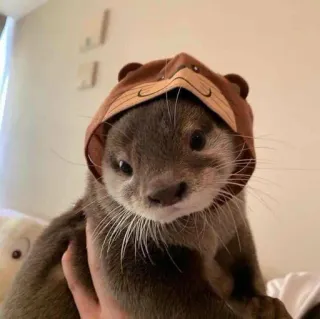 ☺️ loutre, animal, mignon, chapeau, mammifère whatsapp sticker