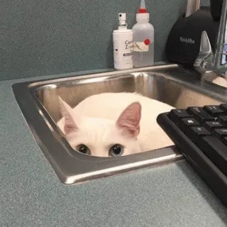 😶 고양이, 싱크대, 동물, 애완동물, 흰 고양이, 새끼 고양이 telegram sticker