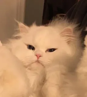 😑 kot, biały, puszysty, zwierzę, zwierzak whatsapp sticker