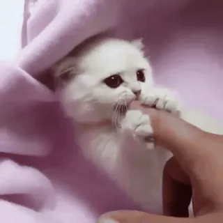 😅 gatto, gattino, animale, carino, animale domestico telegram sticker