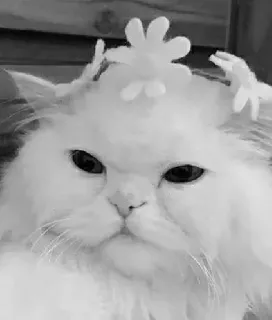 🖇 cat, white cat, pet, animal, fluffy, flowers, portrait telegram sticker