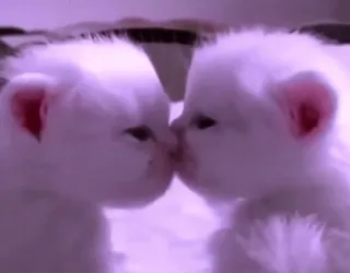🥰 kittens, katten, dieren, schattig, zoenen whatsapp sticker