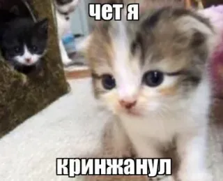😶 чет я кринжанул แมว, ลูกแมว, ตลก, มีม, สัตว์ telegram sticker