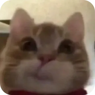 🐱 chat, animal, animal de compagnie, mème, drôle, mignon, chaton, chat roux telegram sticker
