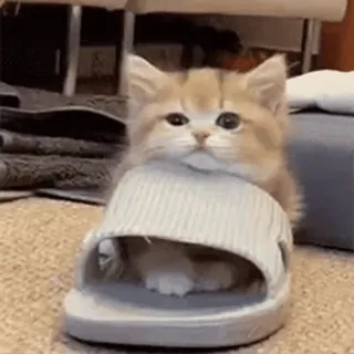 🥱 gato, gatito, lindo, animal, mascota, diapositiva, zapato, peludo whatsapp sticker