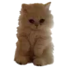 🐈