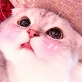 🌷 แมว, น่ารัก, สัตว์, สัตว์เลี้ยง, ลูกแมว, น่าเอ็นดู, ปุย, บ้าน telegram sticker
