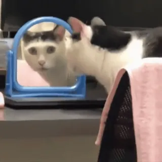🌝 cat, mirror, reflection, animal, pet, cute whatsapp sticker