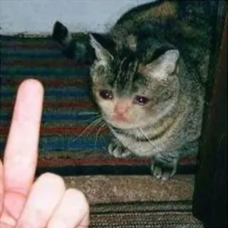 🔪 cat, crying, middle finger, offensive, rude whatsapp sticker