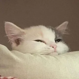 🤔 gato, gatito, mascota, animal, lindo, dormilón whatsapp sticker