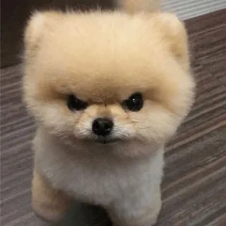 😠 chien, poméranien, mignon, animal, animal de compagnie, chiot, en colère telegram sticker