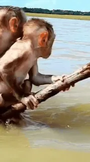 ๐ monkey, water, animal, nature telegram sticker