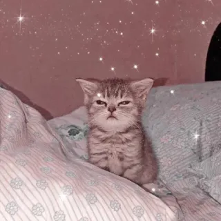 💤 котёнок, кошка, милый, животное, питомец, кошачий, домашнее животное, блеск telegram sticker