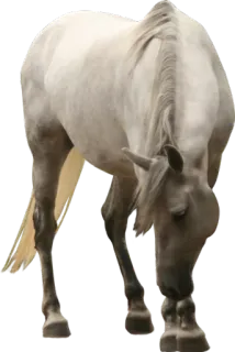 👇 животное, лошадь, белый, ферма, домашнее telegram sticker