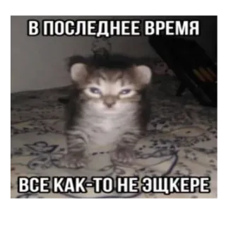 😞 В ПОСЛЕДНЕЕ ВРЕМЯ
ВСЕ КАК-ТО НЕ ЭЩКЕРЕ 고양이, 새끼 고양이, 밈, 러시아, 유머 telegram sticker