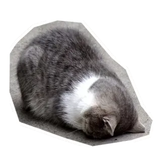 😑 แมว, สัตว์, สัตว์เลี้ยง, สัตว์เลี้ยงในบ้าน, สัตว์ตระกูลแมว telegram sticker