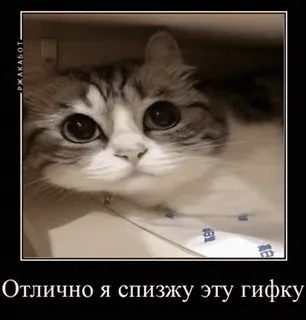 🌟 Отлично я спизжу эту гифку mèo, mèo con, meme, động vật, hài hước, dễ thương whatsapp sticker