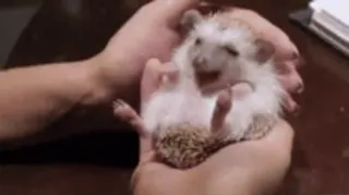 😆 hedgehog, animal, cute, mammal, pet telegram sticker