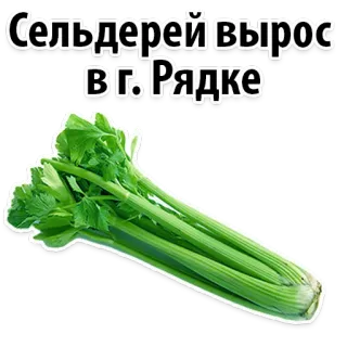 Facts About Celery @stickersb2b telegram stickers