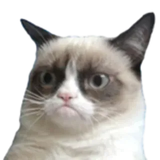 😧 Grumpy Cat gato gruñón, meme, gato, felino, meme de internet whatsapp sticker