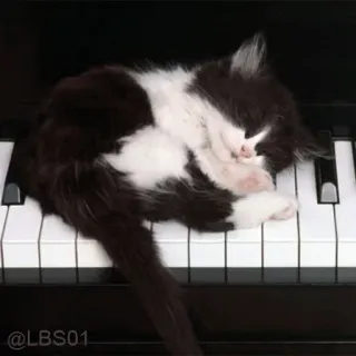 😴 @LBS01 gato, piano, lindo, animal, gatito, música whatsapp sticker