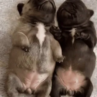🌟 puppy, dogs, pets, animals, cute, sleeping, adorable telegram sticker