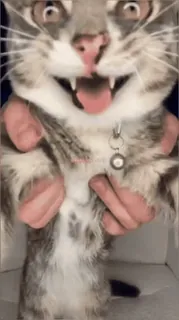 😡 猫, 小猫, 搞笑, 宠物, 动物, 可爱 whatsapp sticker