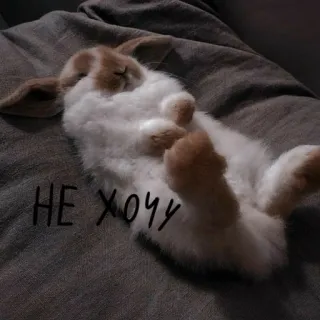🐰 НЕ ХОЧУ lapin, dormir, mignon, lapinou, je veux, je ne veux pas, paresseux whatsapp sticker