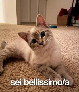 🖤 sei bellissimo/a gato, fofo, bonito, gatinho, animal whatsapp sticker