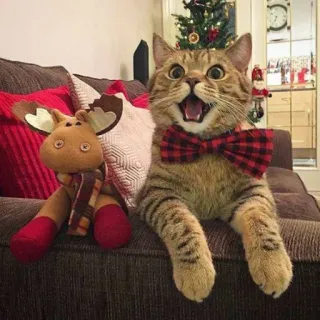 🤩 cat, moose, christmas, holiday, bowtie, pet, animal, cute telegram sticker