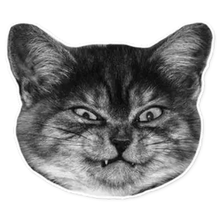 😕 chat, drôle, mème, animal, animal de compagnie, chaton telegram sticker