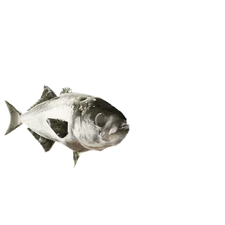 🤪 ikan, binatang, satwa liar, laut, samudra telegram sticker