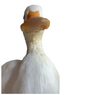 🦆 утка, птица, белый, животное telegram sticker