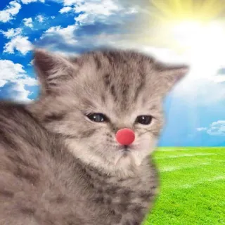 🤡 kotek, kot, zwierzę, zwierzę domowe, słodki, niebo, trawa telegram sticker